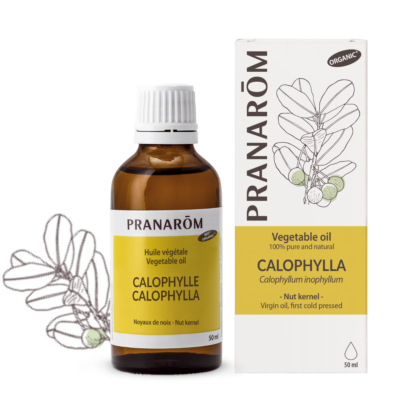 Calophyllum (50ml)