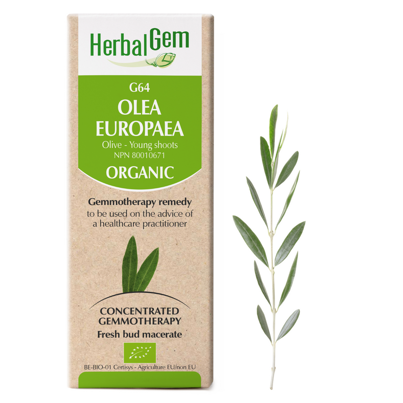 G64 Olea Europaea (50ml)