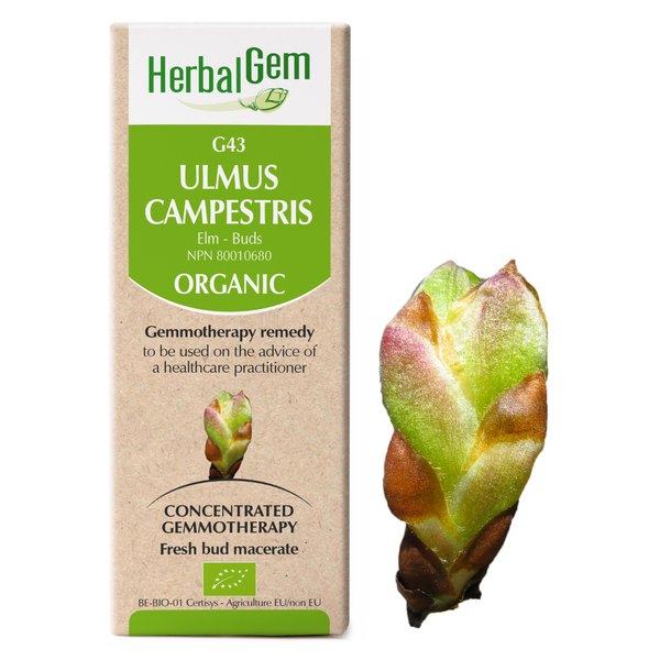 G43 Ulmus Campestris (50ml)