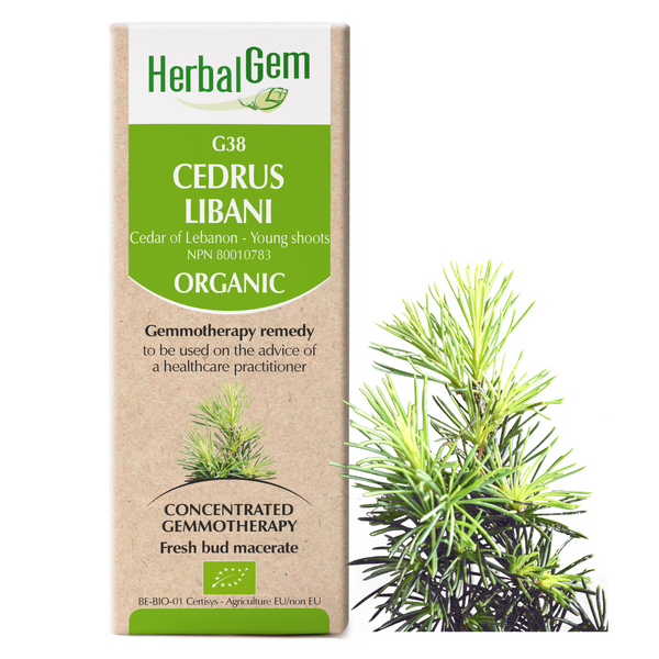 Cedrus Libani (50ml)