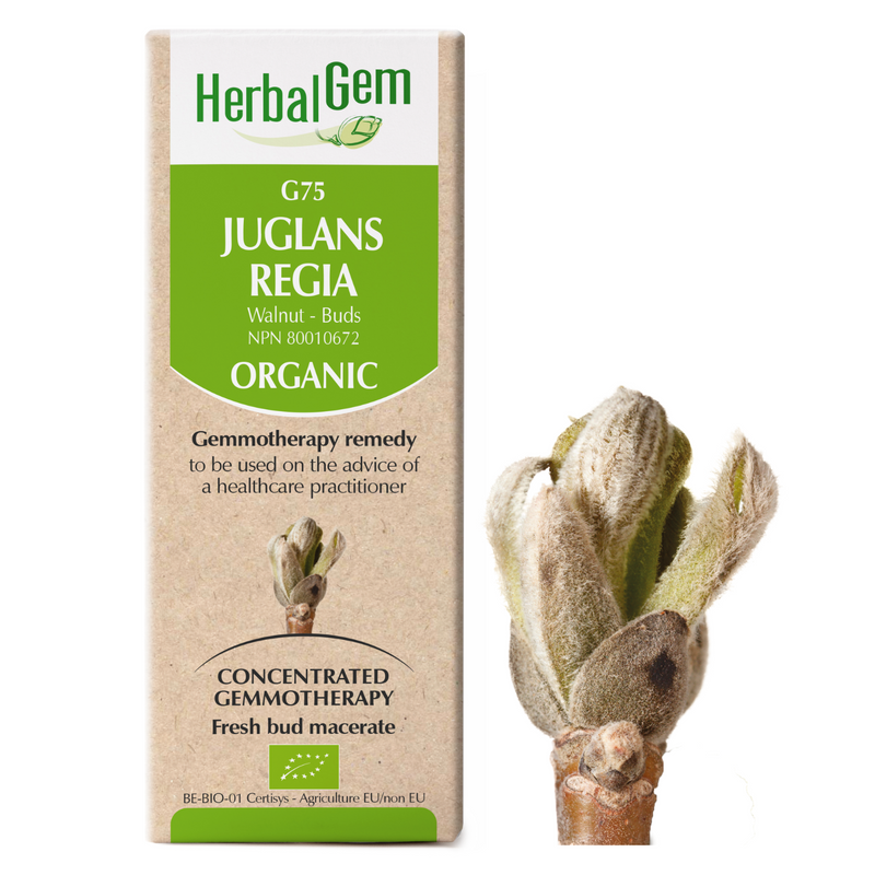 Juglans Regia (50ml)