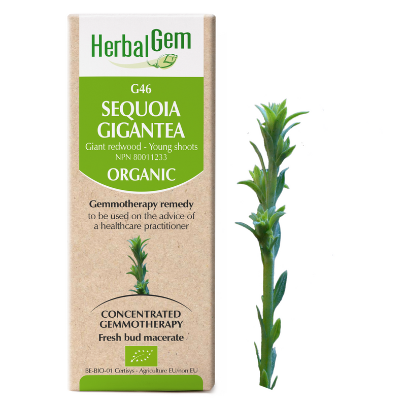 Sequoia Gigantea (15ml)